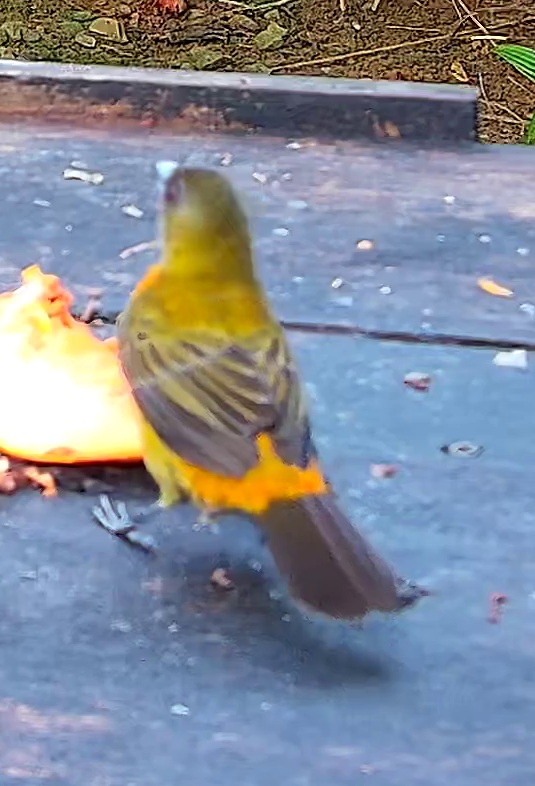 Flame-rumped Tanager