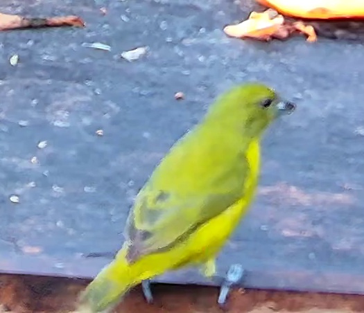 Violaceous Euphonia