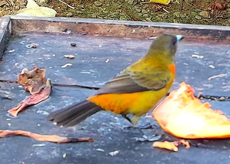 Flame-rumped Tanager