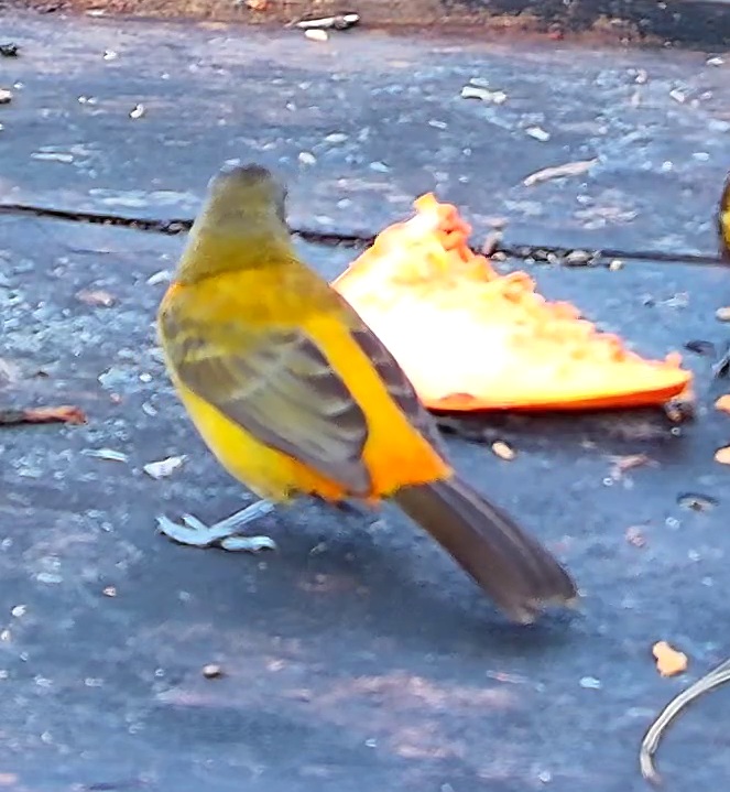 Burnished-buff Tanager