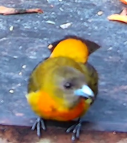 Flame-rumped Tanager