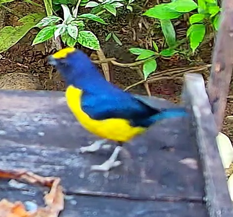 Thick-billed Euphonia