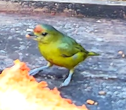 Violaceous Euphonia