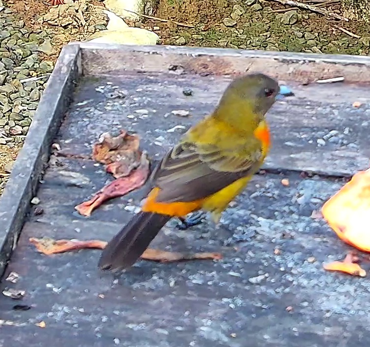 Flame-rumped Tanager