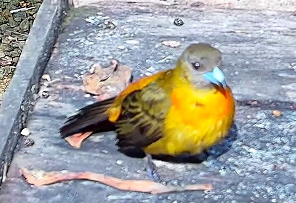 Flame-rumped Tanager