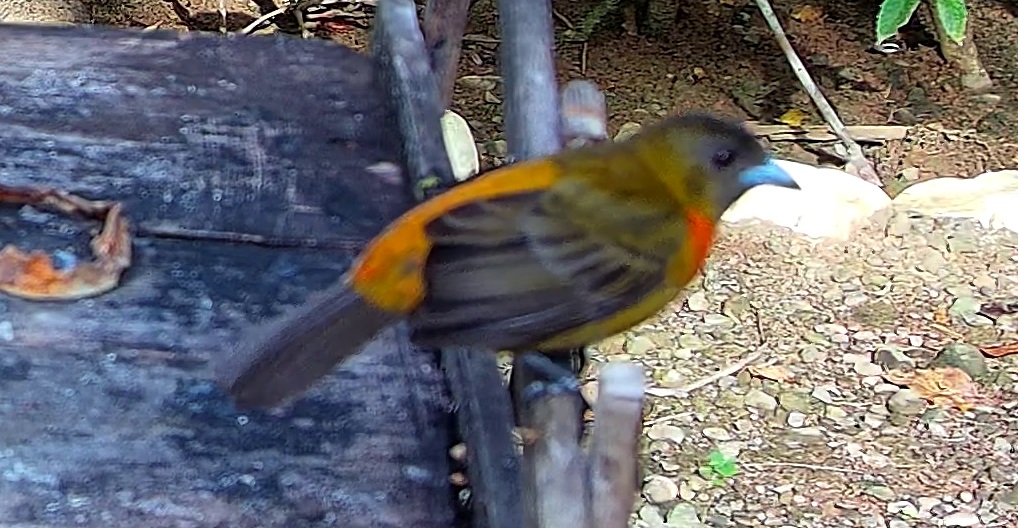 Flame-rumped Tanager