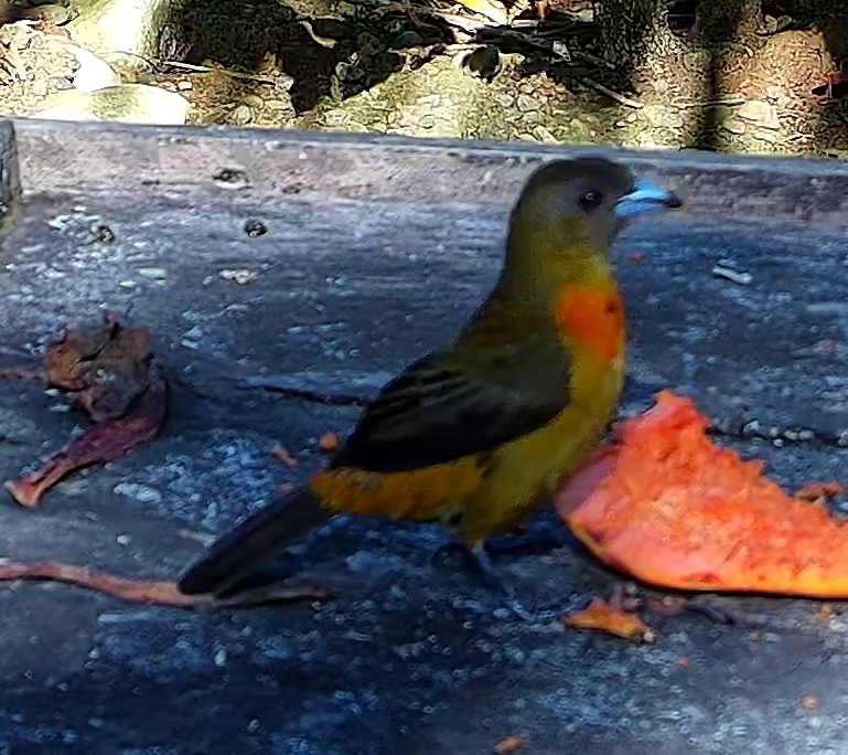 Flame-rumped Tanager