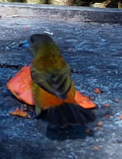 violaceous euphonia