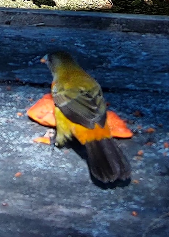 Flame-rumped Tanager