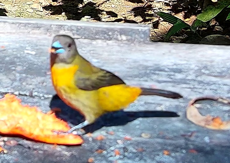 Flame-rumped Tanager