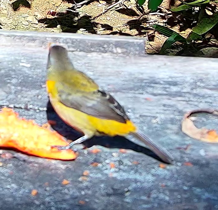 Flame-rumped Tanager