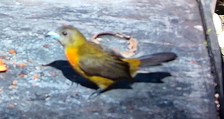 Flame-rumped Tanager
