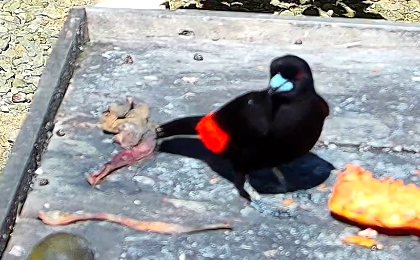 Scarlet-rumped Tanager