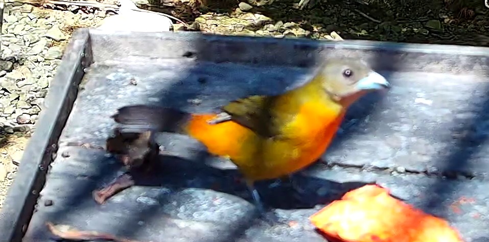 Flame-rumped Tanager