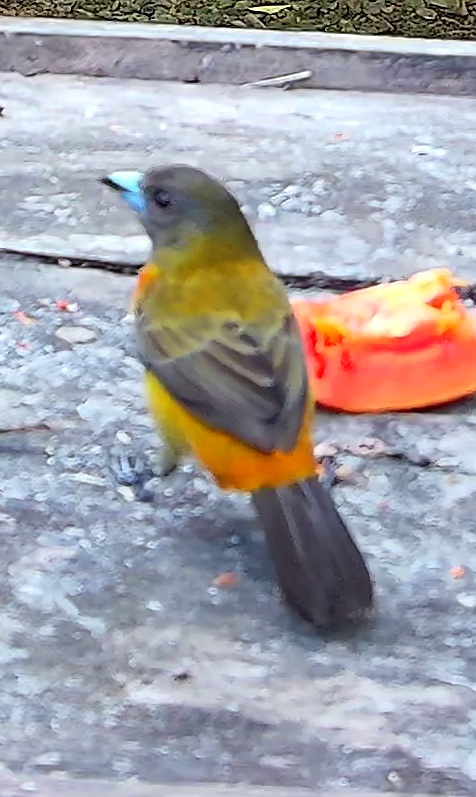 Flame-rumped Tanager