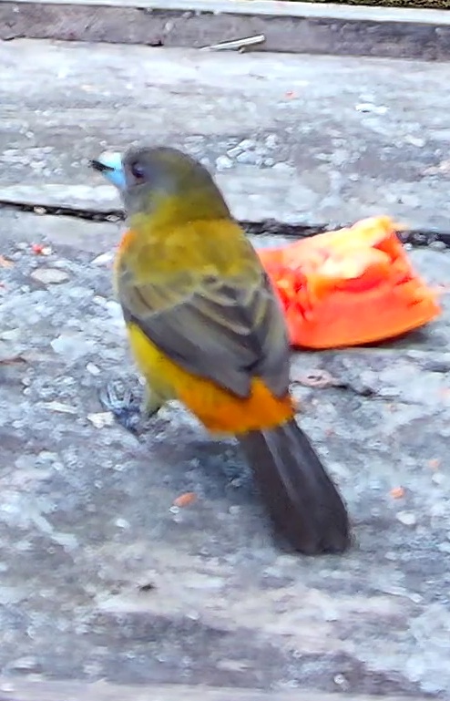 Scarlet-rumped Tanager