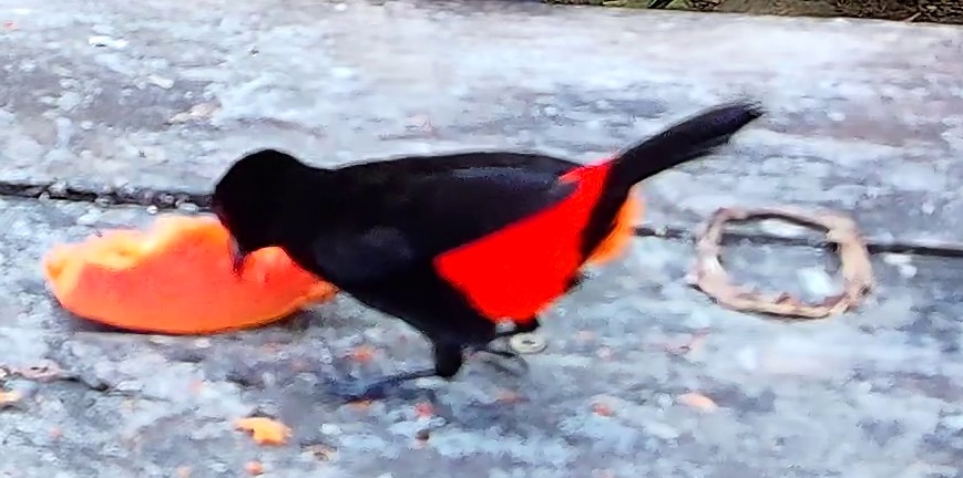 Cherrie's tanager