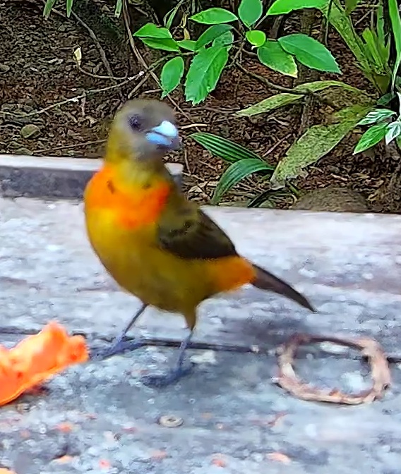 Flame-rumped Tanager