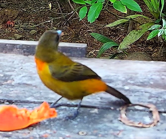 Flame-rumped Tanager