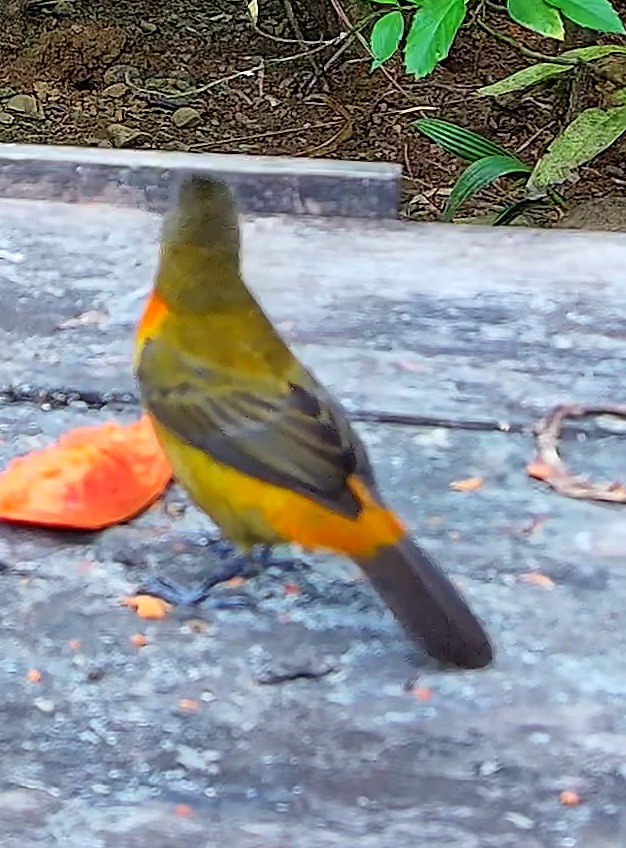 Flame-rumped Tanager