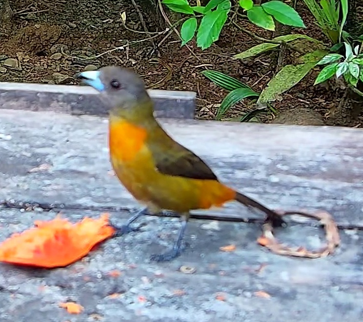 Flame-rumped Tanager