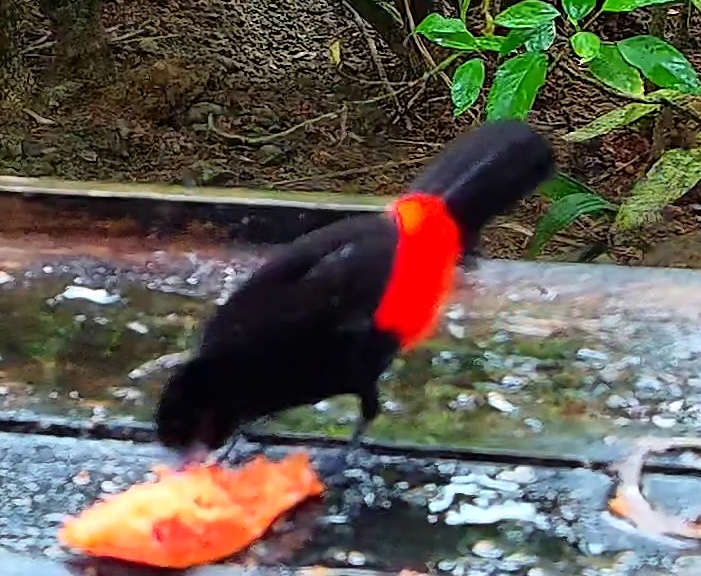 Cherrie's tanager