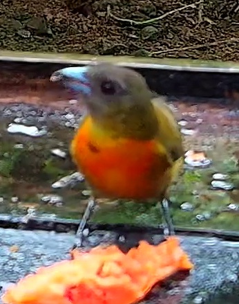 Flame-rumped Tanager