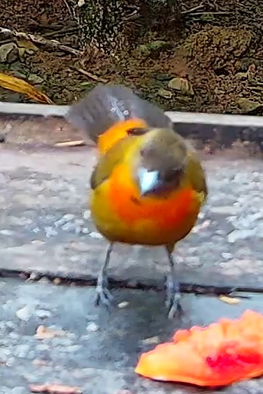 Flame-rumped Tanager