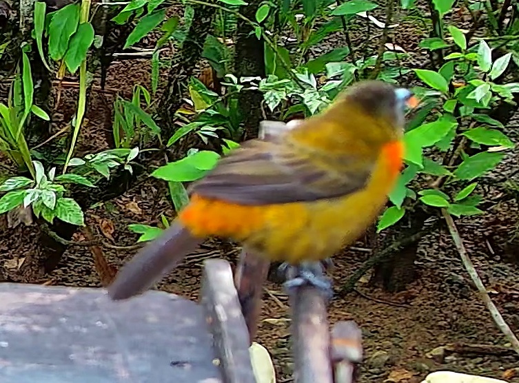 Scarlet-rumped Tanager