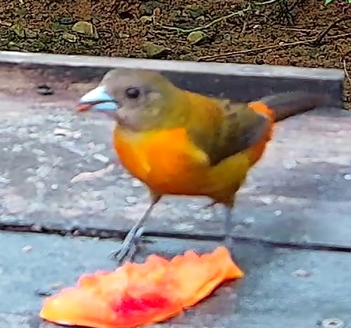 Flame-rumped Tanager