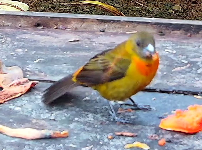 Flame-colored Tanager