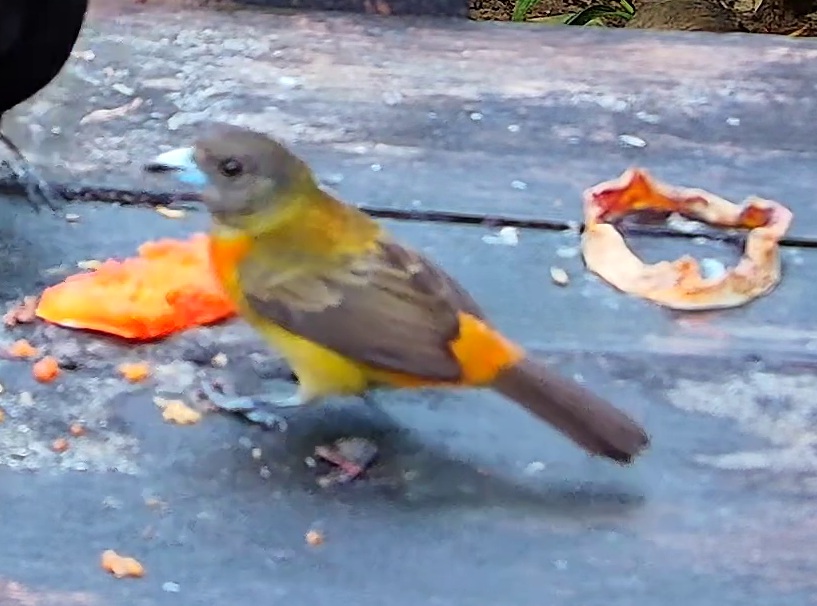 Flame-rumped Tanager