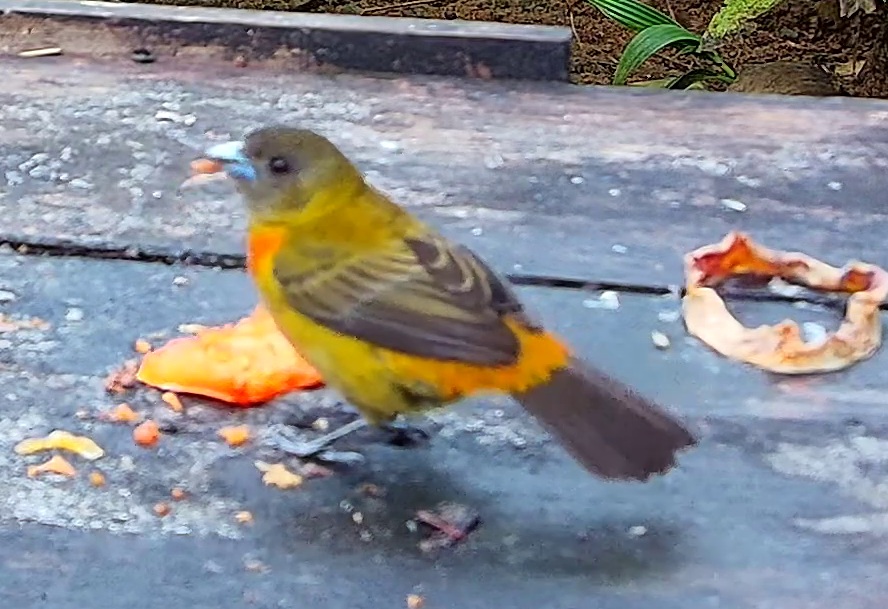 Flame-rumped Tanager