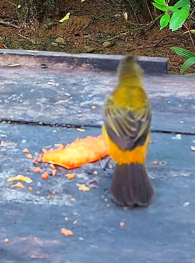 Olive-backed tanager
