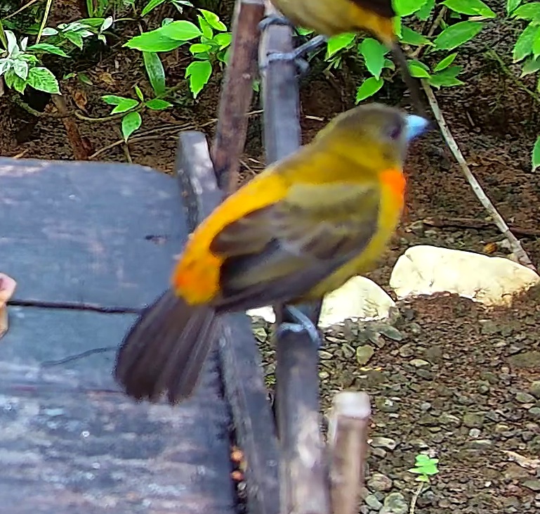 Flame-rumped Tanager