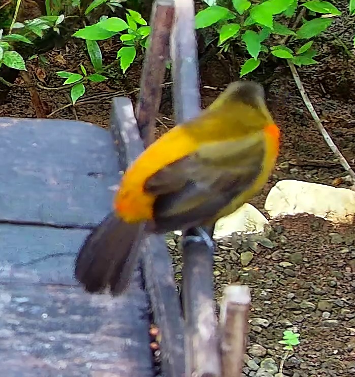 Silver-throated Tanager