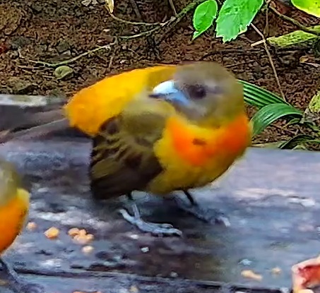 Flame-rumped Tanager
