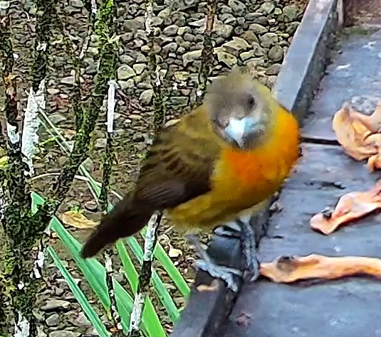 Flame-rumped Tanager