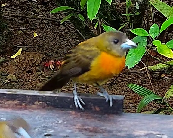 Flame-rumped Tanager