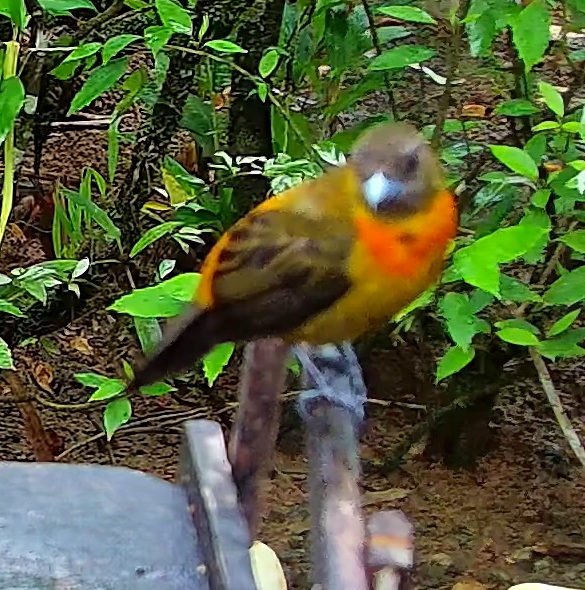 Flame-rumped Tanager