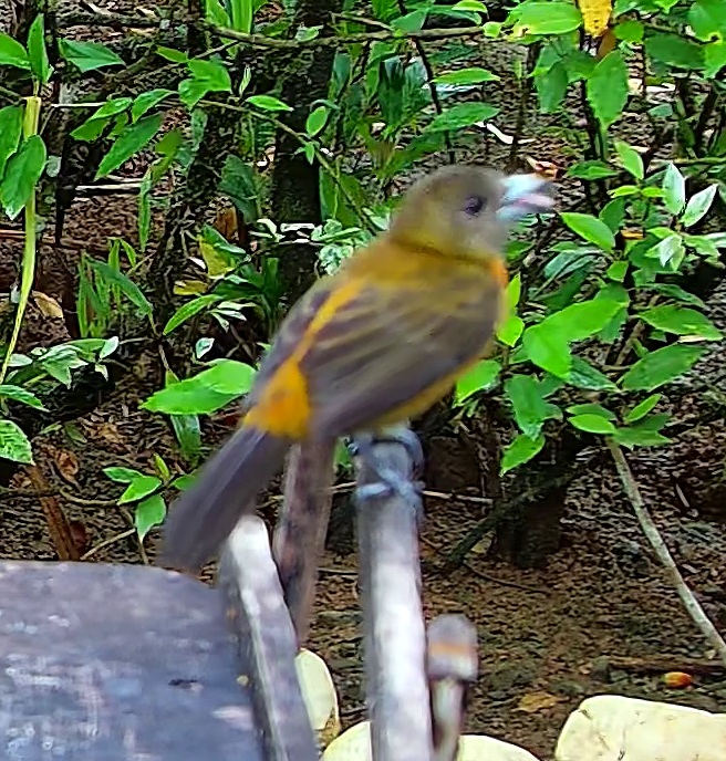 Flame-rumped Tanager