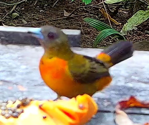 Passerini's Tanager