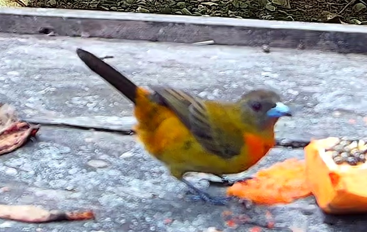 Flame-rumped Tanager