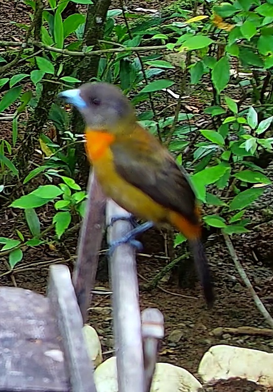 Passerini's Tanager