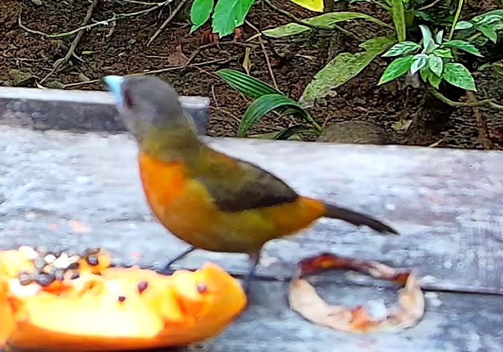 Flame-rumped Tanager