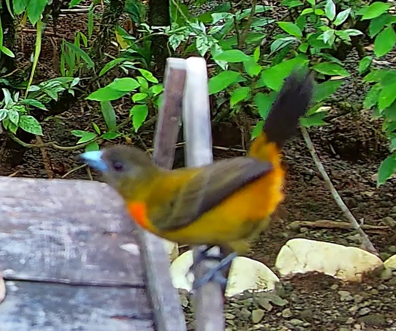 Flame-rumped Tanager