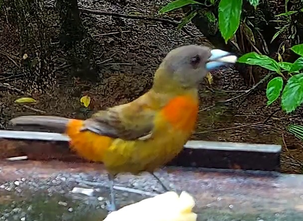 Flame-rumped Tanager