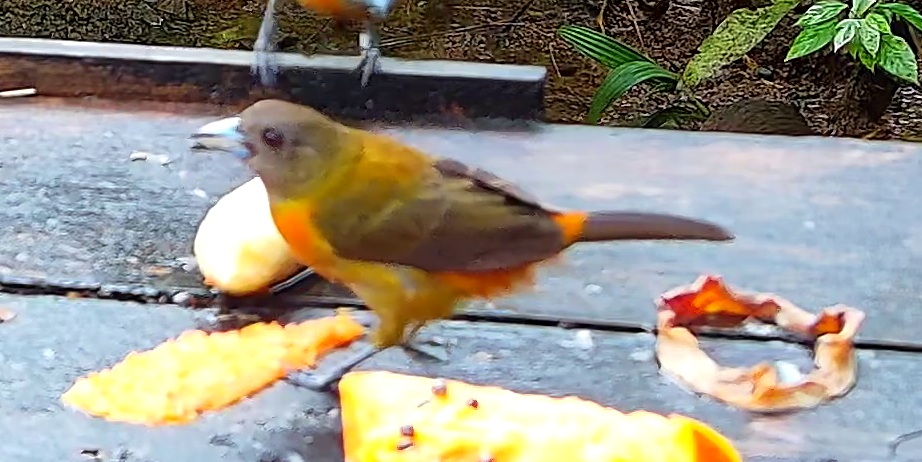Flame-rumped Tanager