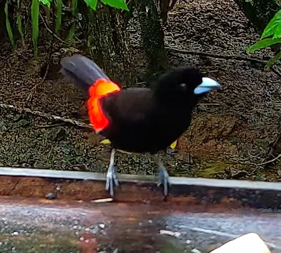 Scarlet-rumped Tanager