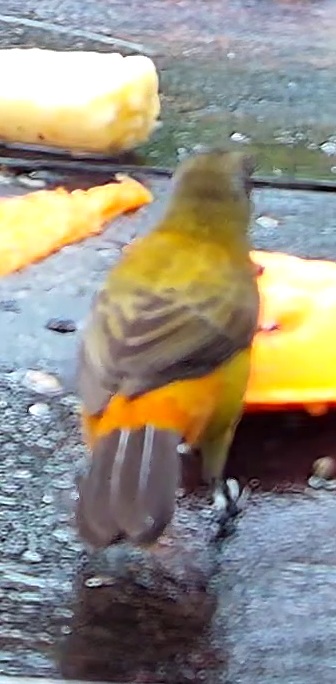 Scarlet-rumped Tanager